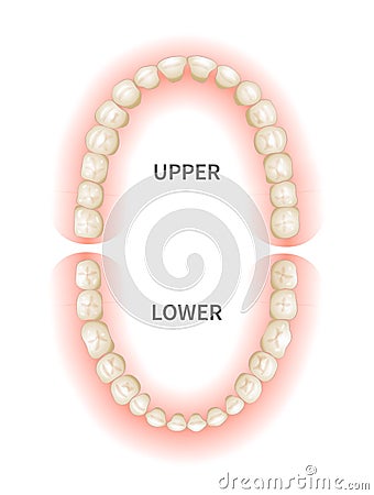 Adult teeths sheme, upper and down jaws on white Vector Illustration