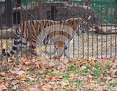 Adult tiger in a cage Stock Photo