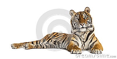 Adult Tiger isolated Stock Photo