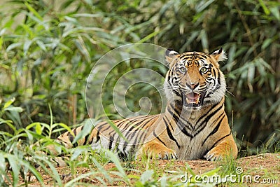 Adult tiger lying in tall grass Stock Photo