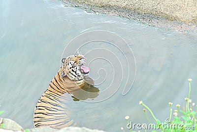 An adult tiger in Ragunan Wildlife Park, Indonesia, yawns with its mouth open showing its large teeth while soaking Editorial Stock Photo