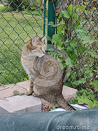 Adult Tiger Tabby longing to leave fenced in yard Stock Photo