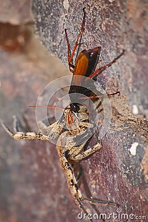 Spider eating wasp, Pompilidae Sp. with it`s Rain Spider Palystes superciliosus prey 13060 Stock Photo