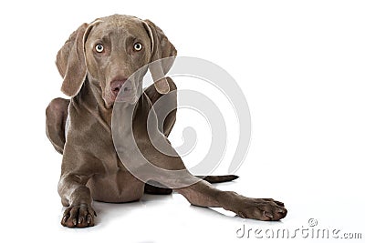 Adult weimaraner dog lying on white background Stock Photo