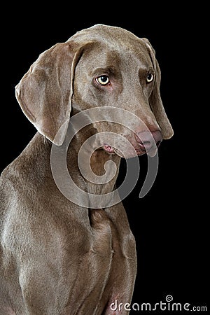 Adult weimaraner dog sitting on black background Stock Photo