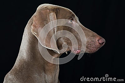 Adult weimaraner dog sitting on black background Stock Photo