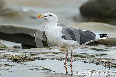 Adult Western Gull Stock Photo