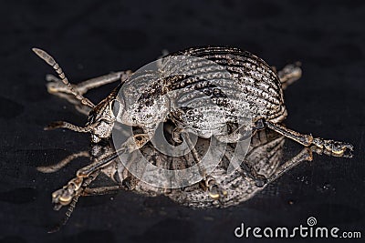Adult White Broad-nosed Weevil Beetle Stock Photo