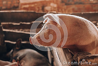 Adult white hairy mangalica pig with piglets Stock Photo