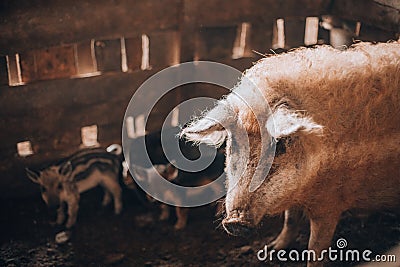 Adult white hairy mangalica pig with piglets Stock Photo