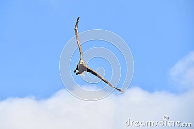 Adult White-tailed eagle in flight. Stock Photo