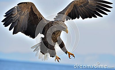 Adult White-tailed eagle in flight. Scientific name: Haliaeetus albicilla Stock Photo