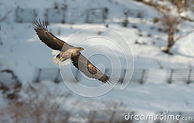 Adult White-tailed eagle in flight. Snowy Mountain background. Stock Photo