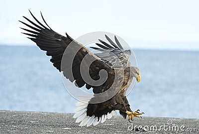 Adult White tailed eagle landed. Blue sky and ocean background. Stock Photo