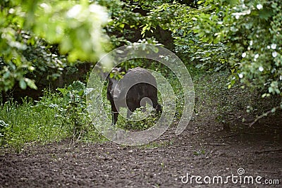 Adult wild boar Stock Photo