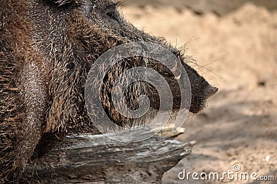 Adult wild boar portrait. Stock Photo