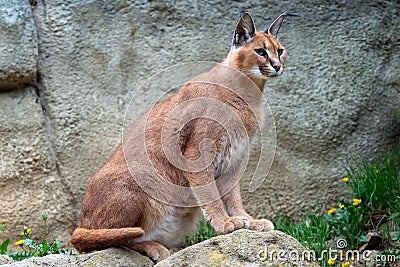 Adult wild Caracal Stock Photo