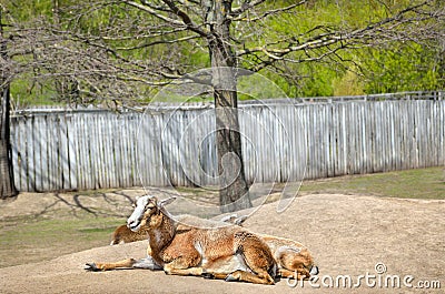 Adult wild female mouflon with her lamb Stock Photo