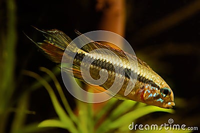Adult wild male Apistogramma mendezi, rare freshwater dwarf cichlid in full coloration, blackwater Rio Negro biotope Stock Photo
