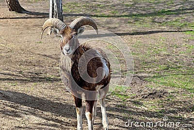 Adult wild male moufflon on the pasture Stock Photo