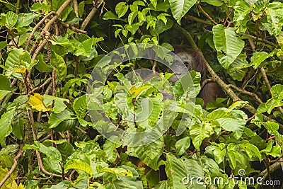 Adult Wild Orangutan Hiding Behind Fig Leaves Stock Photo