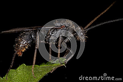 Adult Winged Male Ectatommine Ant Stock Photo