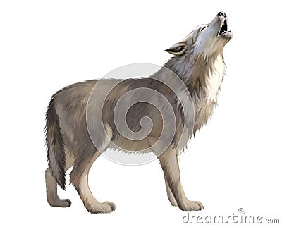 Adult Wolf howl at the moon. Cartoon Illustration