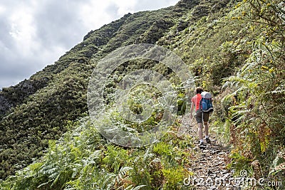 Adult woman on her back with a backpack over her shoulder walks up a path along a mountain cliff, surrounded by ferns and Editorial Stock Photo