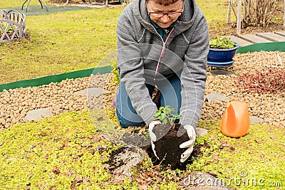 An active summer resident who loves a garden plants a young rose with a clod of earth in a prepared hole. Stock Photo