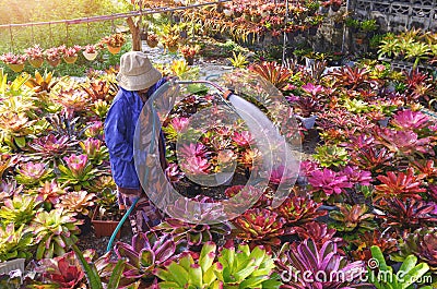 Adult woman watering different types of colorful bromeliad plants in backyard area Stock Photo