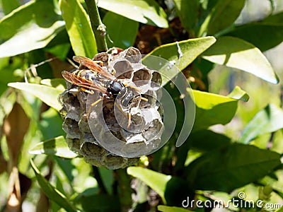 Adult Worker Wasp Tending Dead Wood Nest Stock Photo