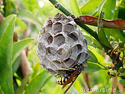 Adult Worker Wasp Tending Dead Wood Nest Stock Photo