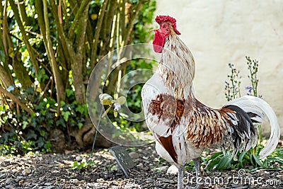 Adult Wyandotte Rooster seen in the middle of his crowing, notice his extended and bent neck to help with his Stock Photo