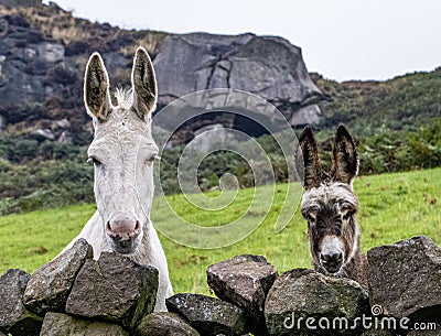 Adult and young donkey in a field. Stock Photo
