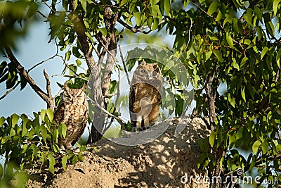 Adult and young owl. Spotted eagle-owl, Bubo africanus, are African owl in the nature habitat in Etocha NP, Namibia, Africa. Stock Photo