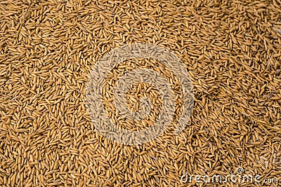 Advanced texture design of paddy. Rice is the seed of the grass species Oryza sativa or less commonly Oryza glaberrima Stock Photo