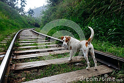 Happy travel dog stay on train tracks. Adventure trip Stock Photo