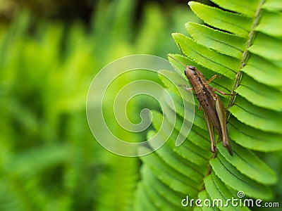 The Adventures of Locust in a Field Stock Photo