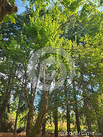 Adventuring beneath the forest canopy Stock Photo