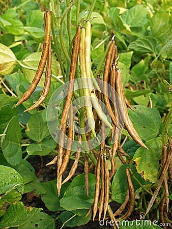 Adzuki bean pods, Vigna angularis Stock Photo