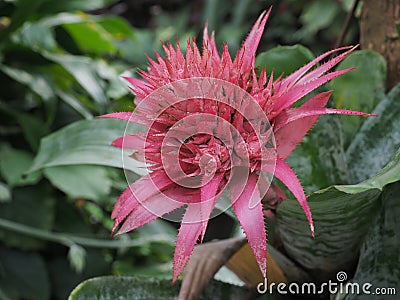 Aechmea Fasciata Primera Bromeliad Stock Photo