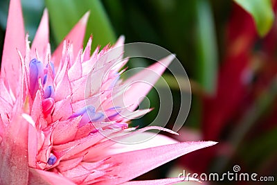 Aechmea flower closeup Stock Photo