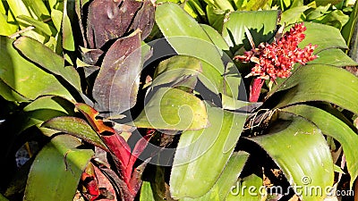 Aechmea fulgens plant with flowers. Beautiful ornamental and decorative plant Stock Photo