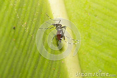 Aedes aegypti. Close up a Mosquito sucking human blood. Stock Photo