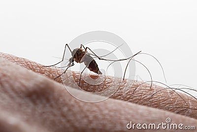 Aedes aegypti. Close up a Mosquito sucking human blood Stock Photo