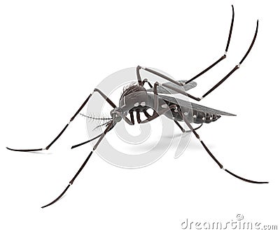 Aedes Aegypti Stock Photo