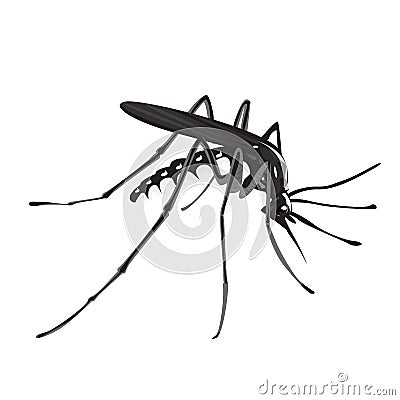 Aedes aegypti Stock Photo