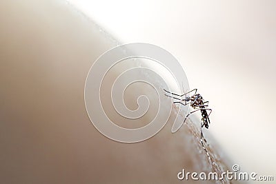 Aedes aegypti mosquito biting/sucking into human skin, soft focus medical background Stock Photo