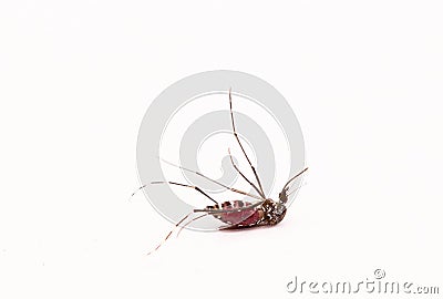 Aedes aegypti Mosquito. Close up a Mosquito sucking human Stock Photo