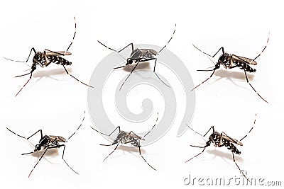 Aedes albopictus mosquito sucking blood on skin, Stock Photo